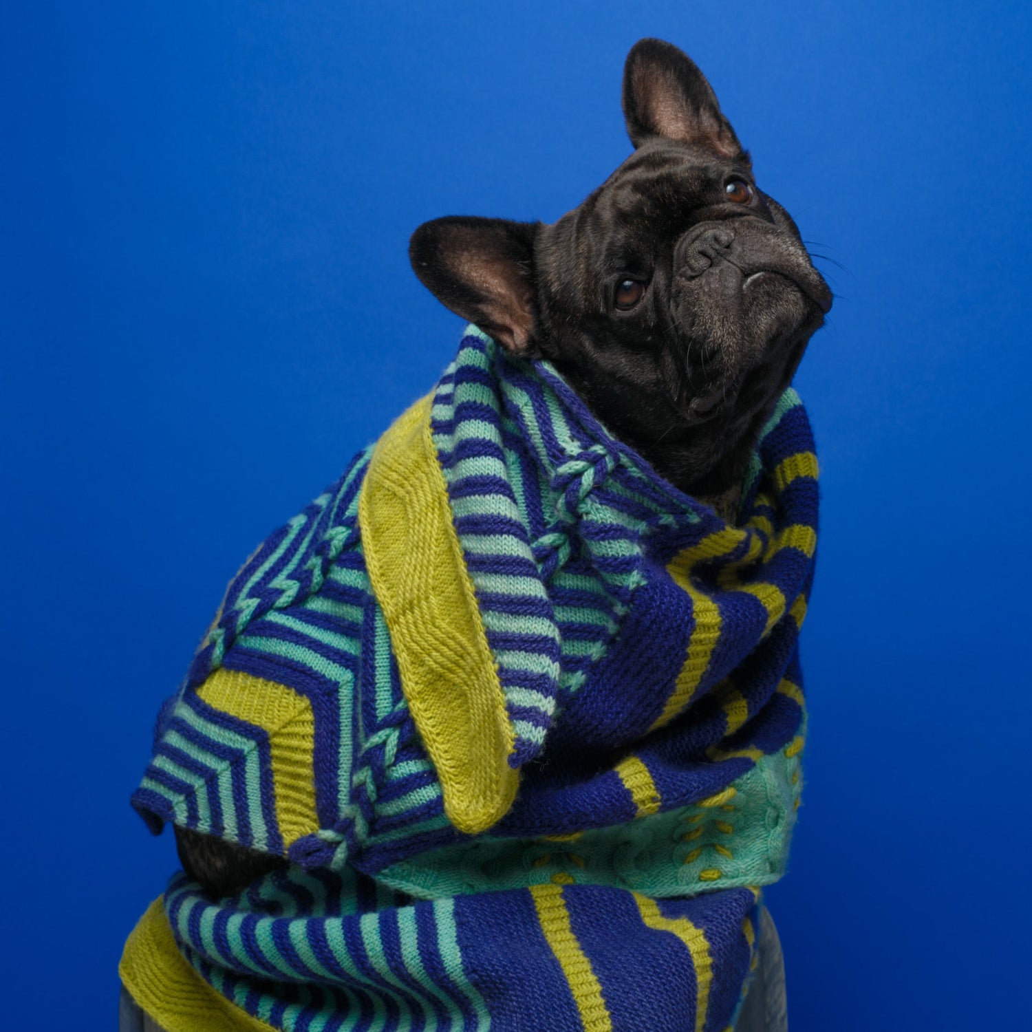 Dog wearing a colorful shawl against a blue background
