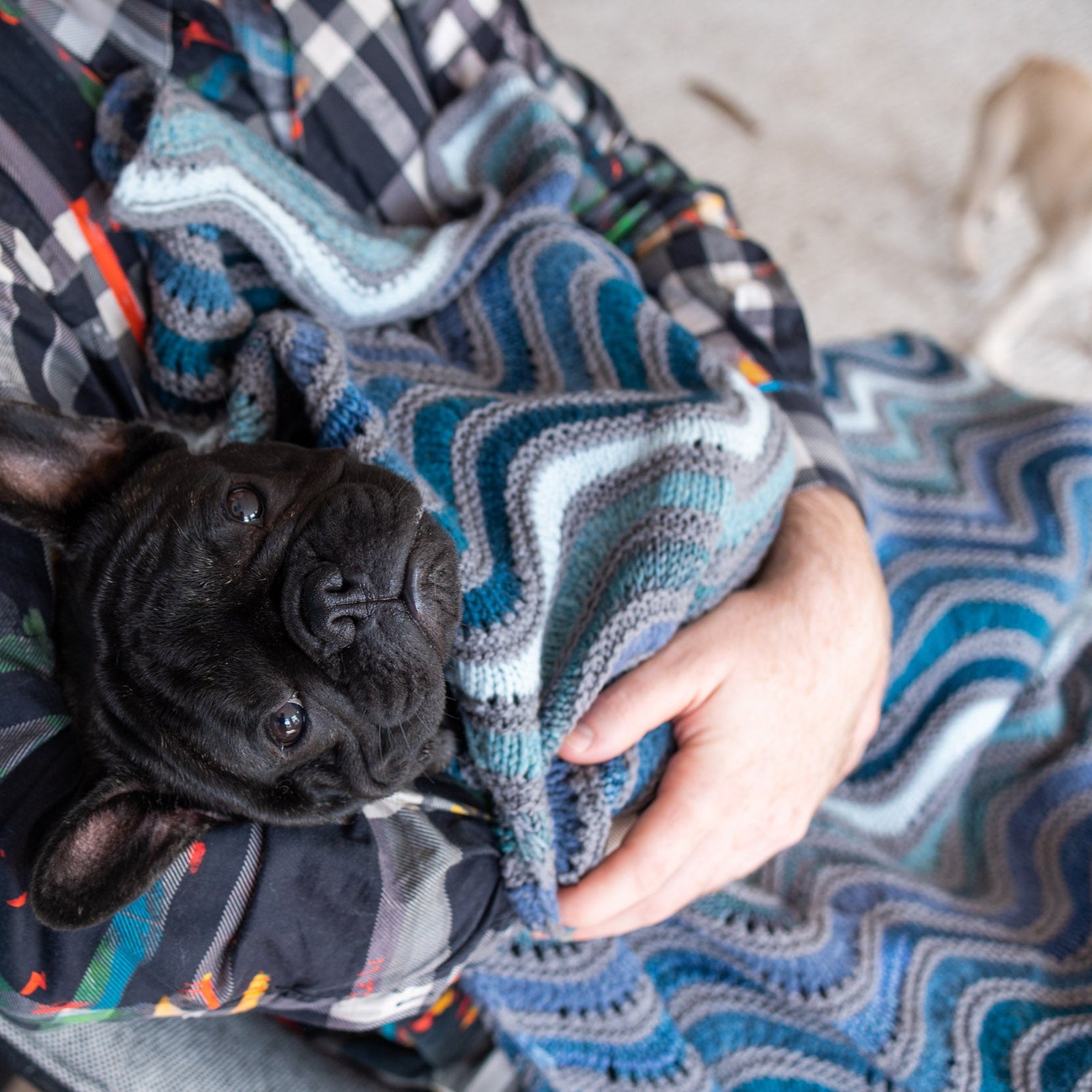 This image shows Stephen West holding a dog under a beautifully knitted sample of the Painting Waves Blanket in cool blue and grey tones. 