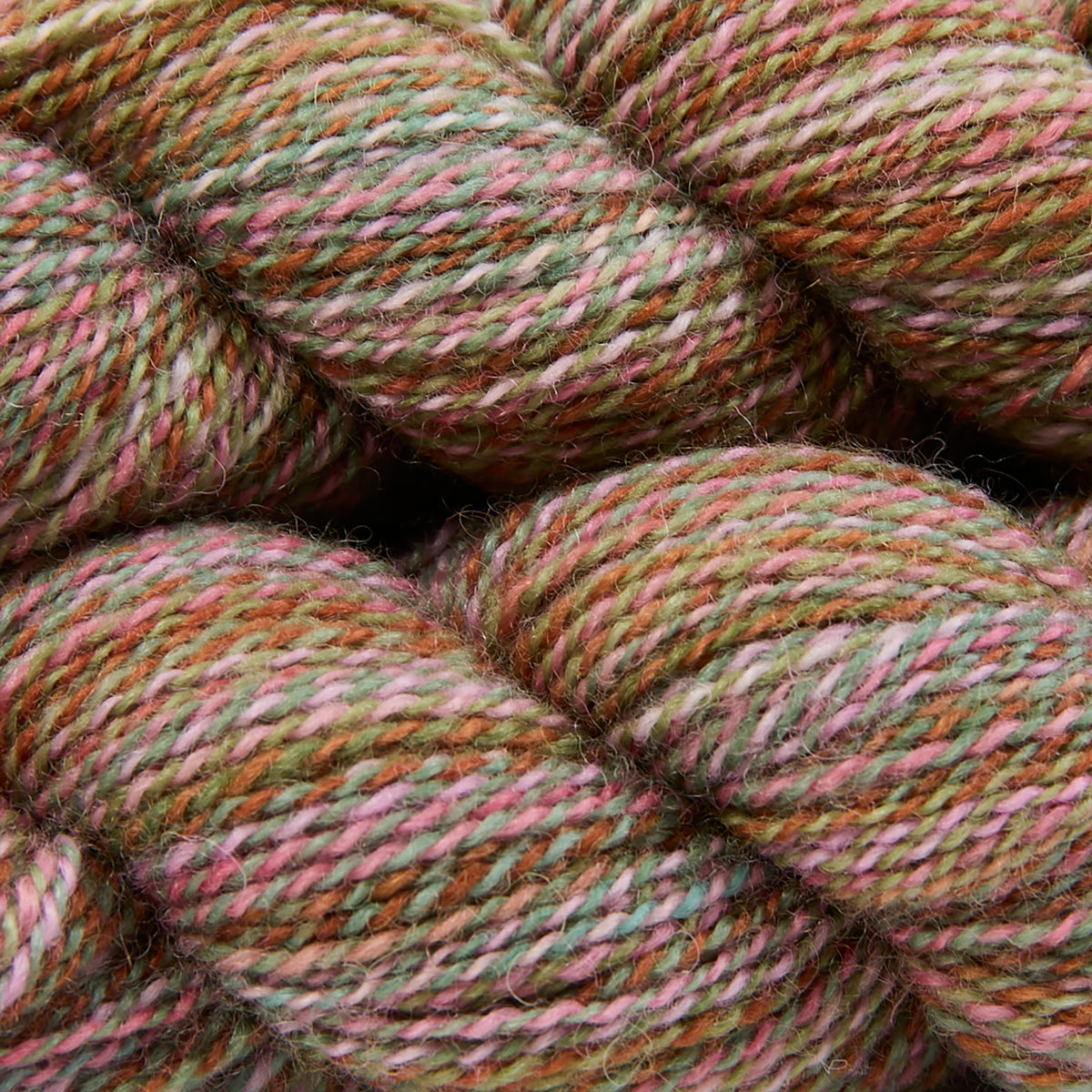 CHIMERA - SUCCULENTS