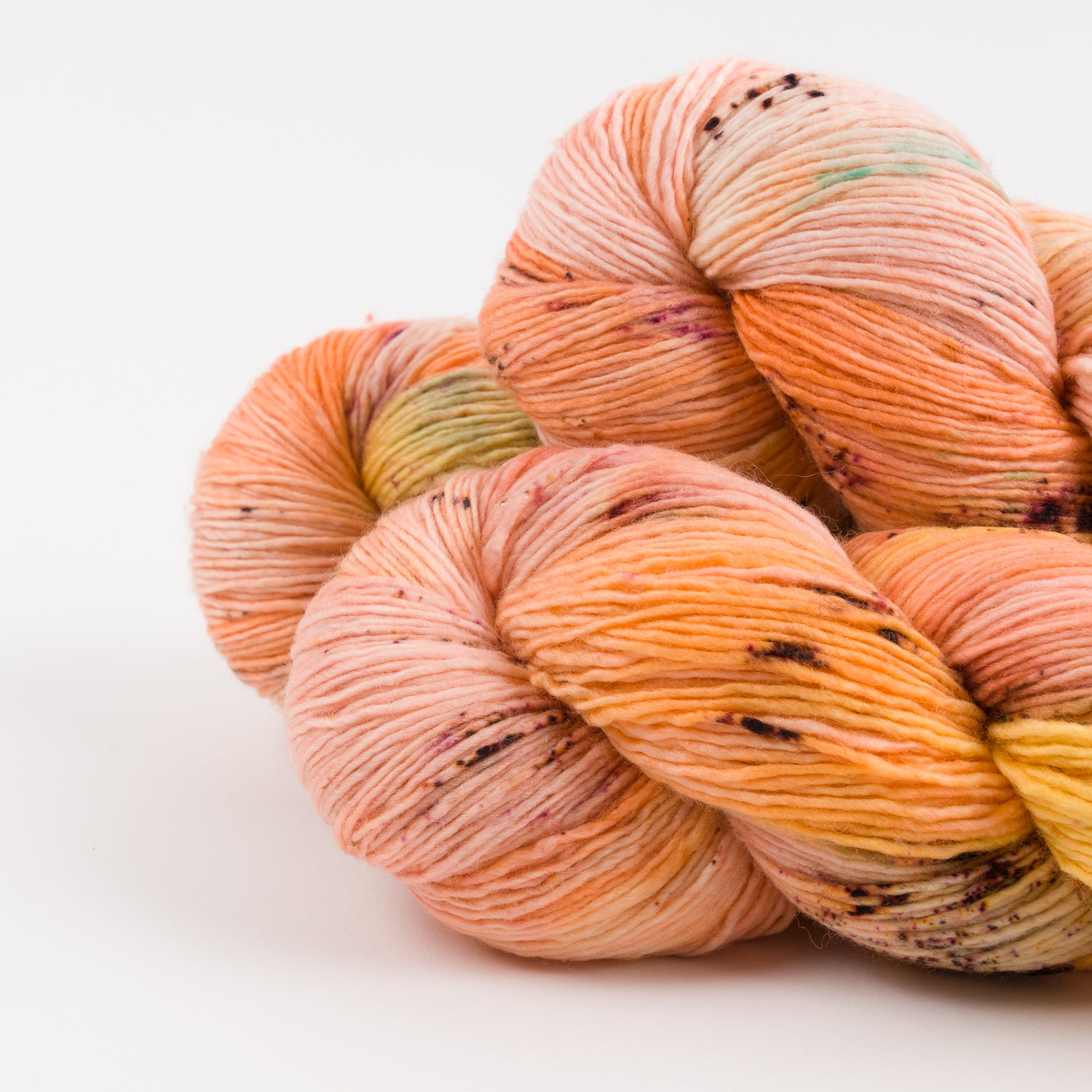 DASHING SASSY - SCALLOP